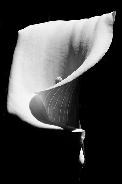 Calla sp., Frankreich 2014.